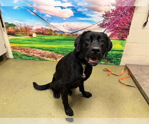 Medium Photo #1 Labrador Retriever-Unknown Mix Puppy For Sale in Moreno Valley, CA, USA