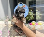 Small Photo #2 Poodle (Miniature) Puppy For Sale in HERNANDO, FL, USA