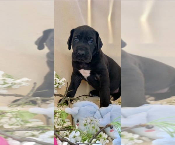Medium Photo #12 Great Dane Puppy For Sale in BIG CANOE, GA, USA