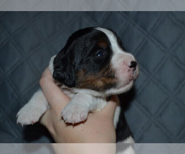 Medium Photo #6 English Springer Spaniel Puppy For Sale in LITCHFIELD, MN, USA