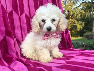 Poodle (Toy) Puppy for sale in QUARRYVILLE, PA, USA