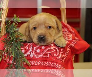 Labrador Retriever Puppy for sale in HYDE PARK, VT, USA