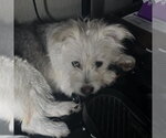 Small #2 Mutt