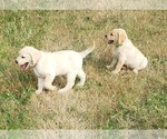 Puppy Puppy 3 Labrador Retriever