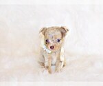 Puppy Mina Chihuahua