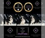 Small #1 Cavalier King Charles Spaniel