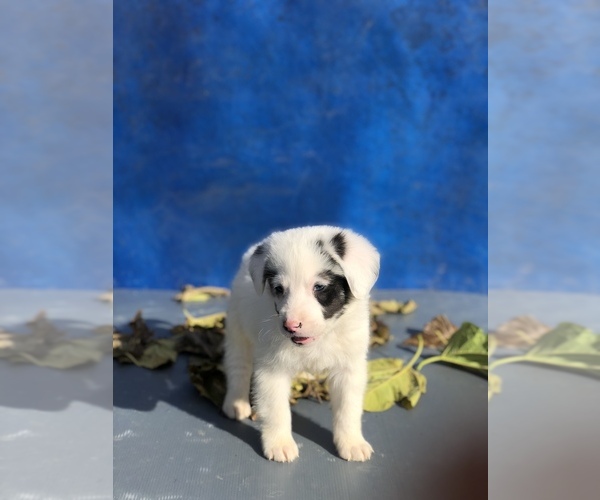 Medium Photo #2 Australian Shepherd-Saint Bernard Mix Puppy For Sale in BAKERSFIELD, CA, USA