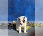 Small #1 Australian Shepherd-Saint Bernard Mix