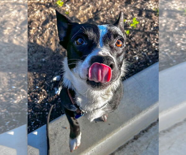 Medium Photo #3 Chihuahua Puppy For Sale in Salinas, CA, USA