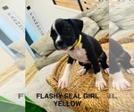 Small #5 Boxer