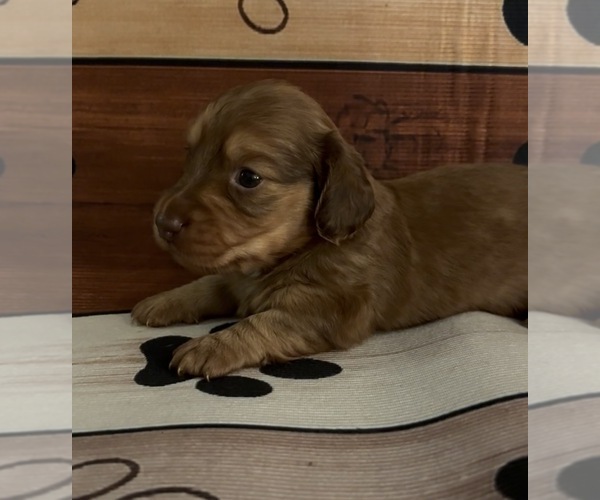 Medium Photo #1 Dachshund Puppy For Sale in CHARLOTTESVILLE, VA, USA