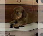 Image preview for Ad Listing. Nickname: Hershey
