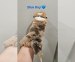 Small #4 American Corgi