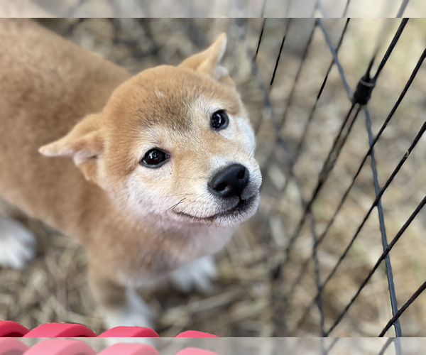 Medium Photo #21 Shiba Inu Puppy For Sale in FREMONT, CA, USA