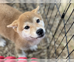 Small Photo #21 Shiba Inu Puppy For Sale in FREMONT, CA, USA