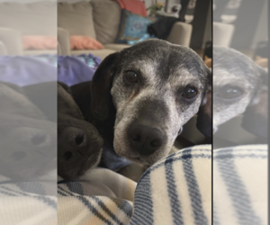 Beagle-Unknown Mix Dogs for adoption in Anchorage, AK, USA