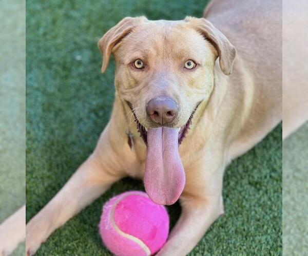 Medium Photo #1 Labrador Retriever Puppy For Sale in San Diego, CA, USA