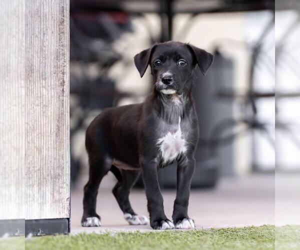 Medium Photo #3 Mutt Puppy For Sale in San Diego, CA, USA