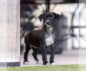 Dancer Pup - Samba - Adopted! - Female Mutt Dog for Adoption - Photo #3