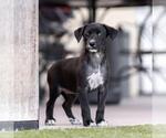 Small #2 Mutt