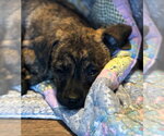 Small #5 Black Mouth Cur-Dachshund Mix