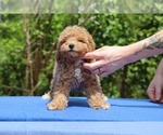 Small #34 Poodle (Toy)
