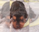 Small Photo #222 Yorkshire Terrier Puppy For Sale in AKRON, OH, USA