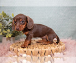 Small Photo #12 Dachshund Puppy For Sale in ROME CITY, IN, USA