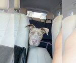 COURTESY POST: Mila - Female Mutt Dog for Adoption - Small photo