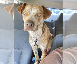 Mutt Dogs for adoption in San Diego, CA, USA