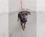 Small Chihuahua Mix