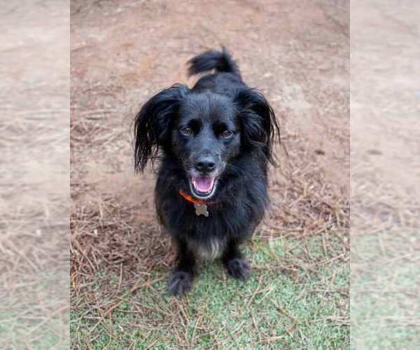 Medium Photo #2 Colonial Cocker Spaniel-Retriever  Mix Puppy For Sale in Kennesaw, GA, USA