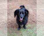 Small #1 Colonial Cocker Spaniel-Retriever  Mix