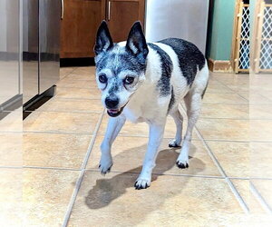 Rat Terrier Dogs for adoption in Atlanta, GA, USA