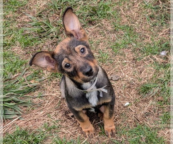 Medium Photo #8 Mutt Puppy For Sale in Lakewood, CO, USA