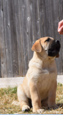 Doubull-Mastiff Puppy for sale in BUDA, TX, USA