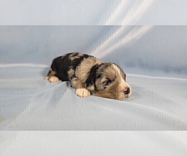 Medium Photo #6 Bernedoodle (Miniature) Puppy For Sale in BLACK FOREST, CO, USA