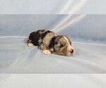 Small Photo #15 Bernedoodle (Miniature) Puppy For Sale in BLACK FOREST, CO, USA