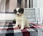 Small Photo #4 Australian Shepherd-Pomeranian Mix Puppy For Sale in FRANKLIN, IN, USA