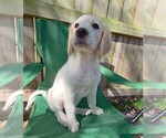 Puppy Pearl Goldendoodle