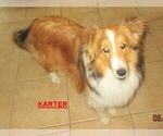 Small Photo #1 Shetland Sheepdog Puppy For Sale in SOLON, ME, USA
