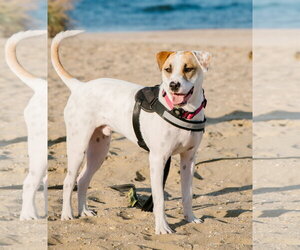 Apache - Little Trooper - Male Bull Terrier-Pointer Mix Dog for Adoption - Photo #4