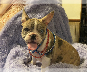 French Bulldog Puppy for sale in BOSTON, MA, USA