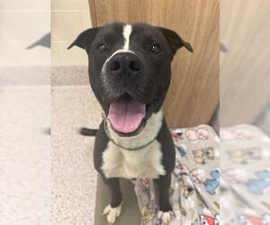 American Pit Bull Terrier-Unknown Mix Dogs for adoption in Brighton, CO, USA