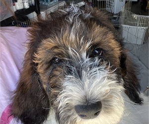 Sheepadoodle Puppy for sale in VALENCIA, CA, USA