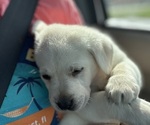 Small #13 Labrador Retriever