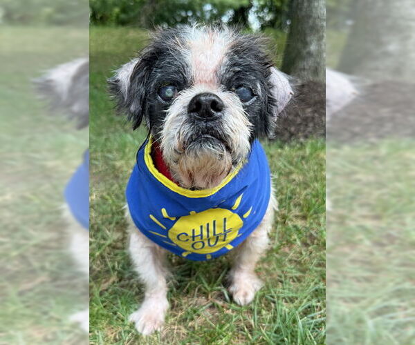 Medium Photo #9 Shih Tzu Puppy For Sale in Arlington, VA, USA