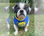 Small #8 Shih Tzu
