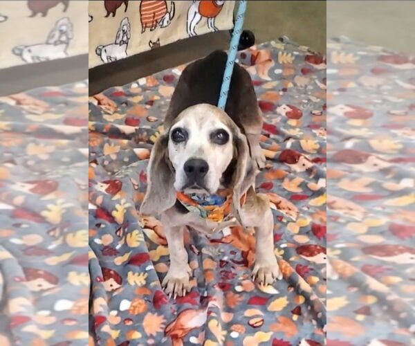 Medium Photo #4 Beagle Puppy For Sale in New York, NY, USA