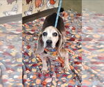 Small #3 Beagle